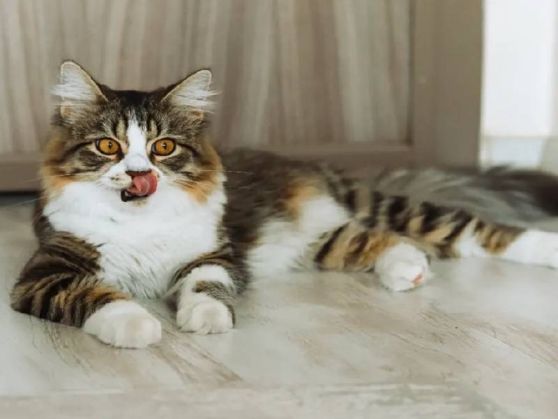 ¿Conoces la razón de por qué los gatos amasan?