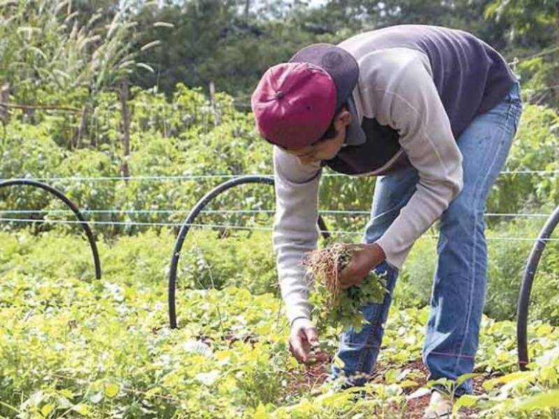 Hacen llamado a consumir productos del agro local