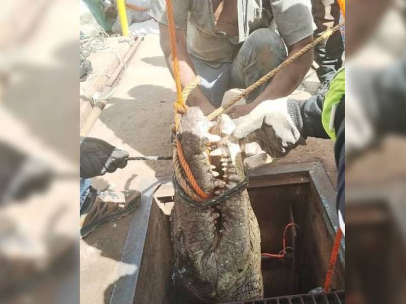 Cocodrilo de tres metros es encontrado en alcantarillas de Tamaulipas