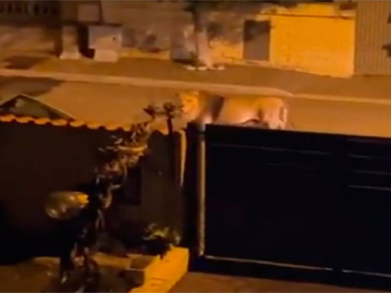 Italia está en alerta luego de que un león se escapara de un circo