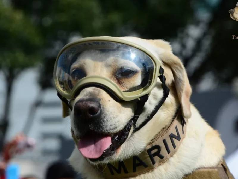 “Tu legado continúa”: Marina alista homenaje a la perrita ‘Frida’