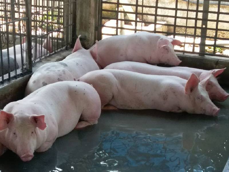 Procicultores yucatecos ven dificil panorama