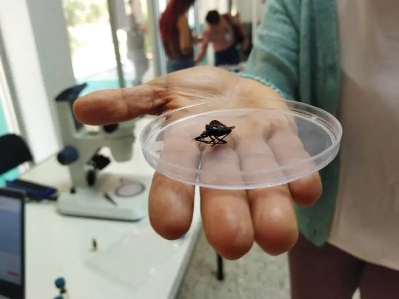 Yucatán ocupa el 2° lugar nacional en casos de Chagas crónica en 2025, según el Boletín Epidemiológico. Conoce síntomas y prevención.