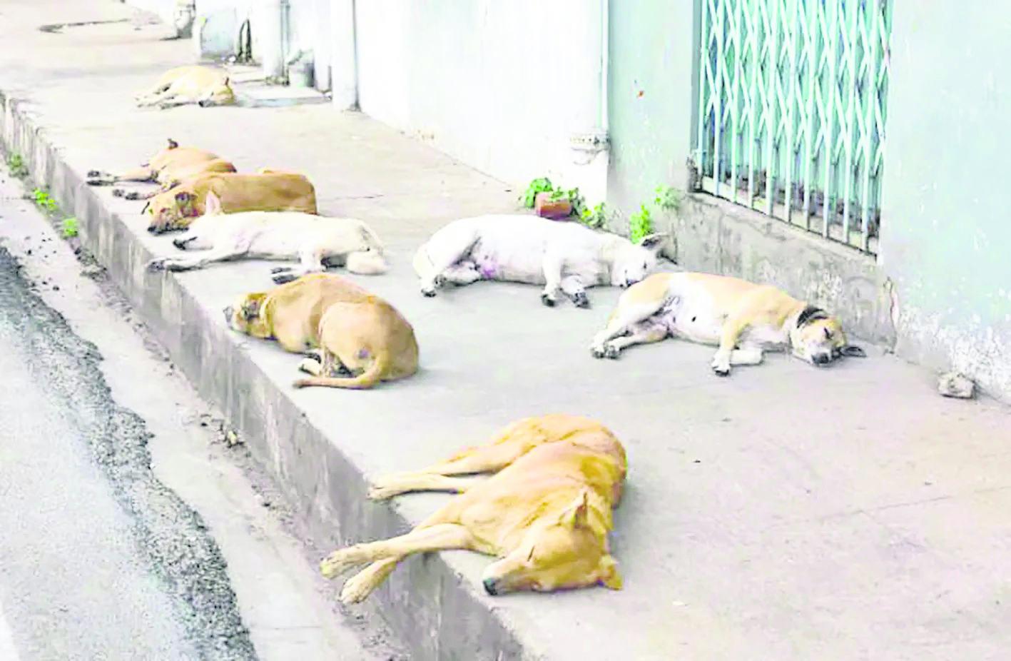 "Rescatan a más de 20 animales maltratados en Mérida durante la actual administración municipal, según informa la Unidad de Protección Animal."
