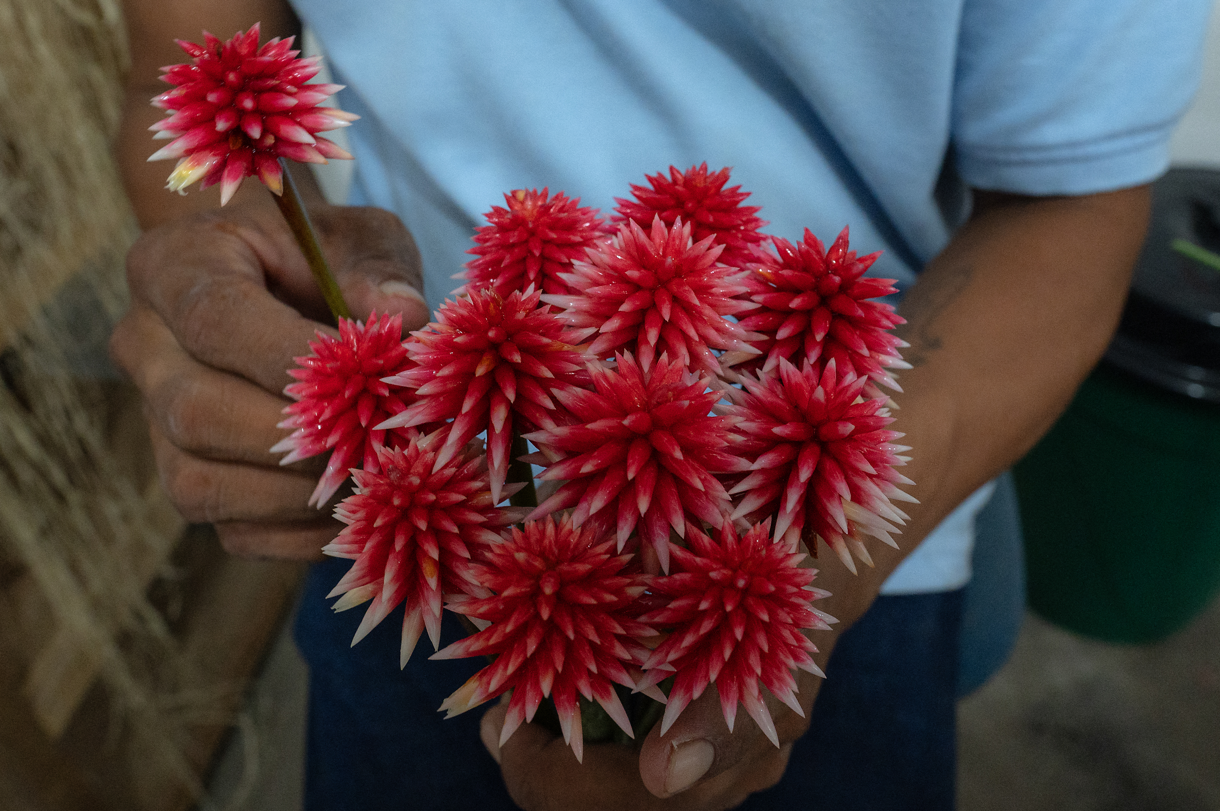 De "maleza" a emblema: la flor de Inírida, símbolo de la COP16 en Colombia, resalta la biodiversidad y cultura amazónica.
