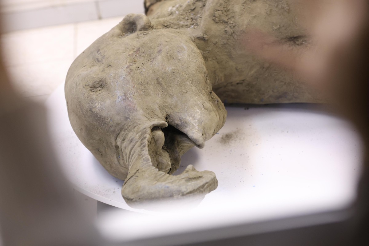 Rusia presenta el hallazgo de un mamut de 50.000 años casi intacto, un descubrimiento científico sin precedentes en el norte de Rusia.