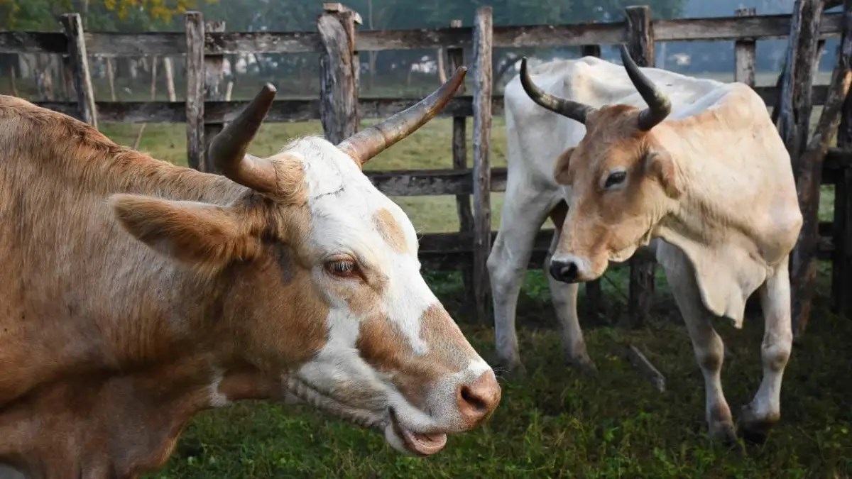 Erradicar de Yucatán el gusano barrenador tardaría mínimo 2 años
