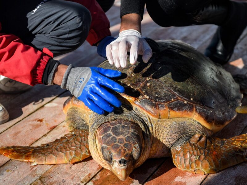 Túnez lanza un hospital flotante único en el Mediterráneo para rehabilitar tortugas marinas. Conoce cómo este proyecto protege a la especie.