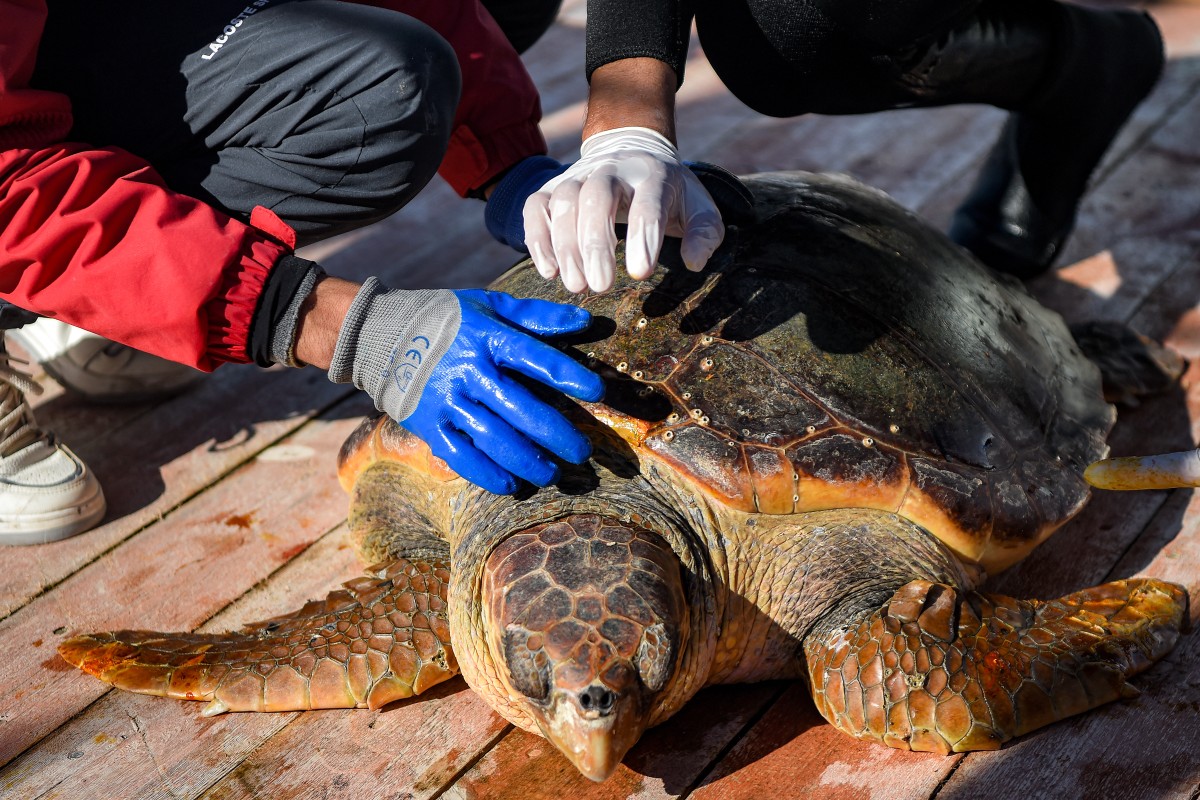 Túnez lanza un hospital flotante único en el Mediterráneo para rehabilitar tortugas marinas. Conoce cómo este proyecto protege a la especie.