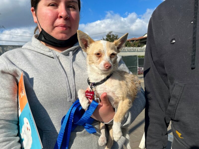 El reencuentro de mascotas y sus dueños tras el incendio de Los Ángeles llena de emoción. Rescates y nuevas oportunidades para los animales.