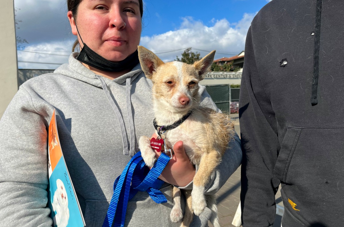 El reencuentro de mascotas y sus dueños tras el incendio de Los Ángeles llena de emoción. Rescates y nuevas oportunidades para los animales.