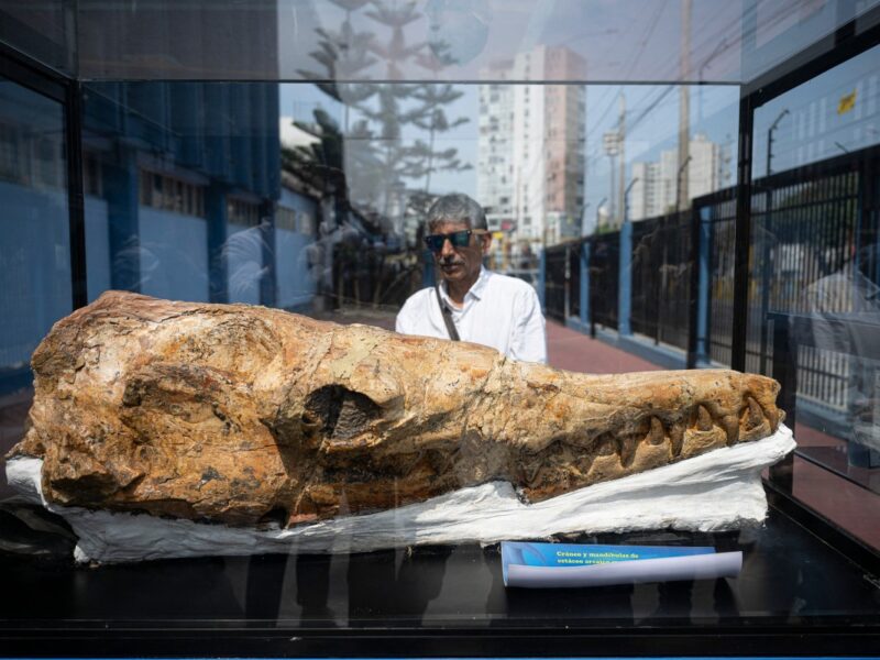 Paleontólogos peruanos presentan un fósil de 9 millones de años, el "abuelo" del tiburón blanco, hallado en el desierto de Ocucaje.