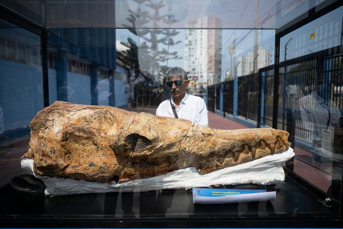 Paleontólogos peruanos presentan un fósil de 9 millones de años, el "abuelo" del tiburón blanco, hallado en el desierto de Ocucaje.