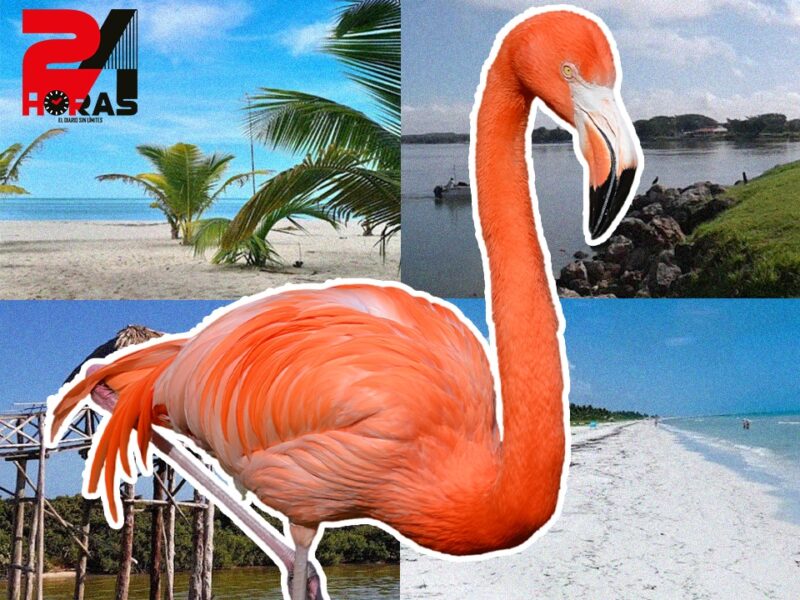 El flamenco del Caribe, símbolo de Yucatán, enfrenta amenazas por cambio climático y actividades humanas. Conoce las acciones para su protección.