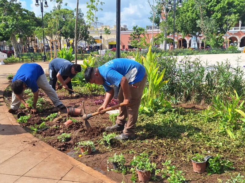 La Plaza Grande de Mérida recupera su esplendor tras el concierto de Mon Laferte, que reunió a más de 35 mil personas en el Mérida Fest 2025.