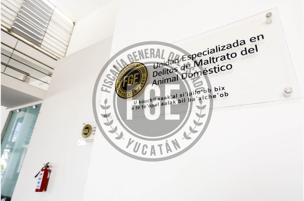 Crueldad animal en Mérida: FGE imputa a R.J.A.D. por golpear a un perro. ¡El agresor enfrentará prisión preventiva!