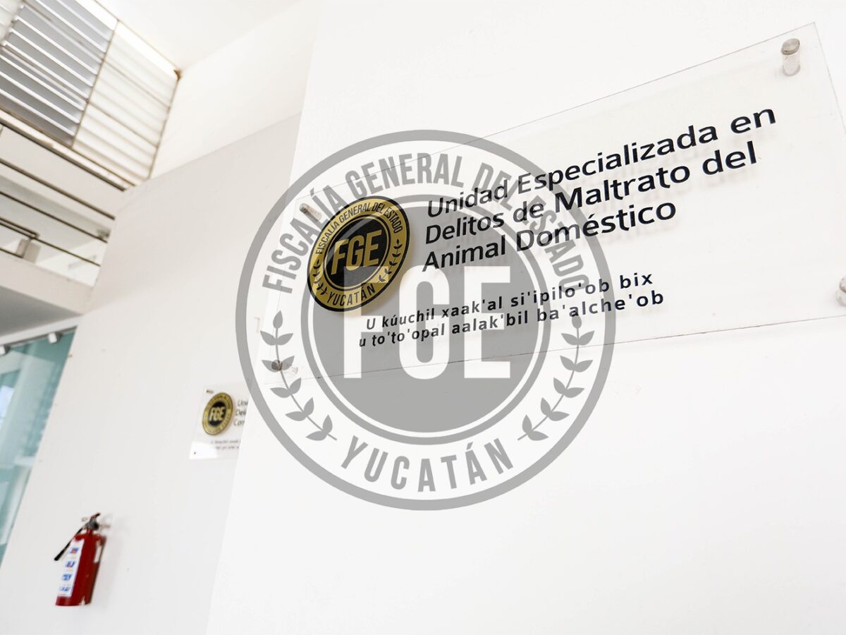 Crueldad animal en Mérida: FGE imputa a R.J.A.D. por golpear a un perro. ¡El agresor enfrentará prisión preventiva!