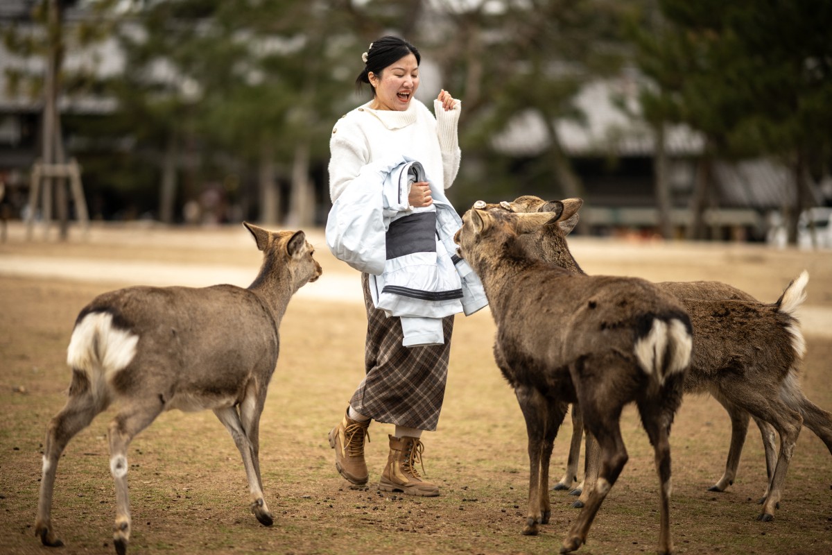 Activistas en Nara, Japón, protegen a los ciervos de la basura turística, recogiendo residuos para preservar su salud y el medioambiente.