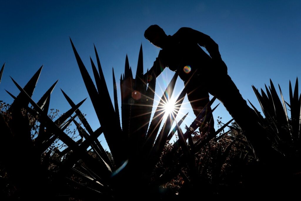 Furor tequilero en México: exportaciones en auge disparan la siembra de agave y derrumban precios, impactando a productores tradicionales. ¡Lee más!!