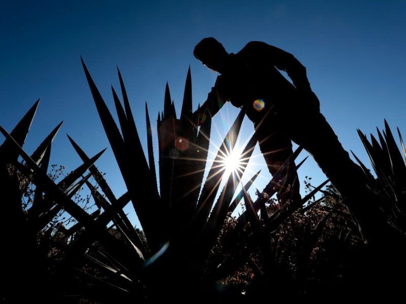 Furor tequilero en México: exportaciones en auge disparan la siembra de agave y derrumban precios, impactando a productores tradicionales. ¡Lee más!!