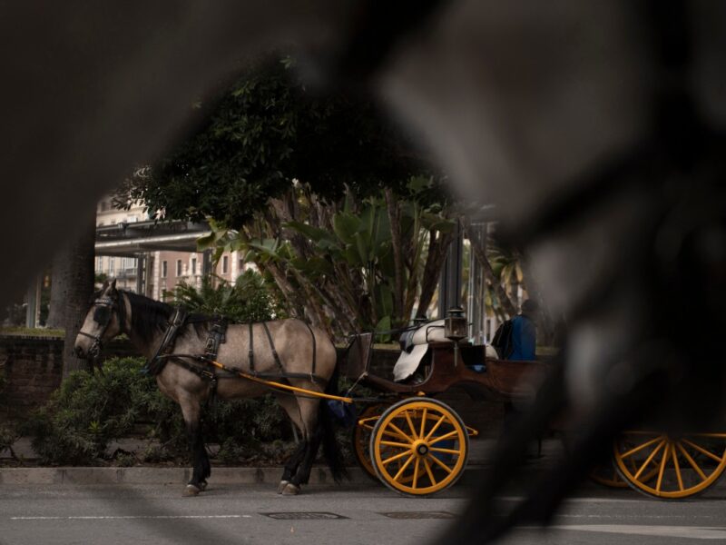 El Ayuntamiento de Málaga eliminará los paseos en carruajes de caballos este año, priorizando el bienestar animal y la modernización urbana.