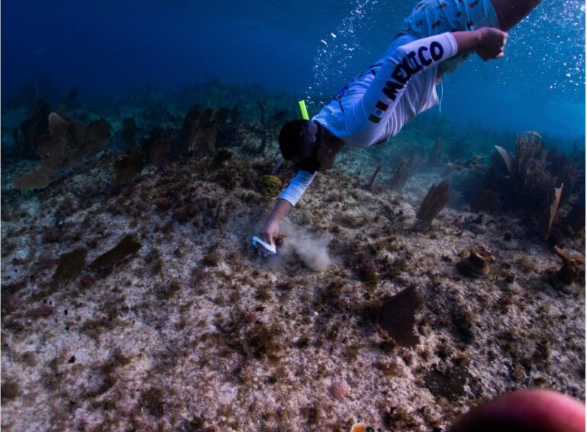 Jóvenes restauran los arrecifes de Chankanaab, protegen el ecosistema coralino y refuerzan la conciencia ambiental en Cozumel.