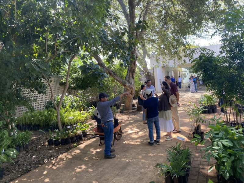 Descubre la 10ª Venta anual de plantas del Jardín Botánico del CICY 🌱🌿 Más de 150 especies nativas y endémicas te esperan este 14 de marzo.