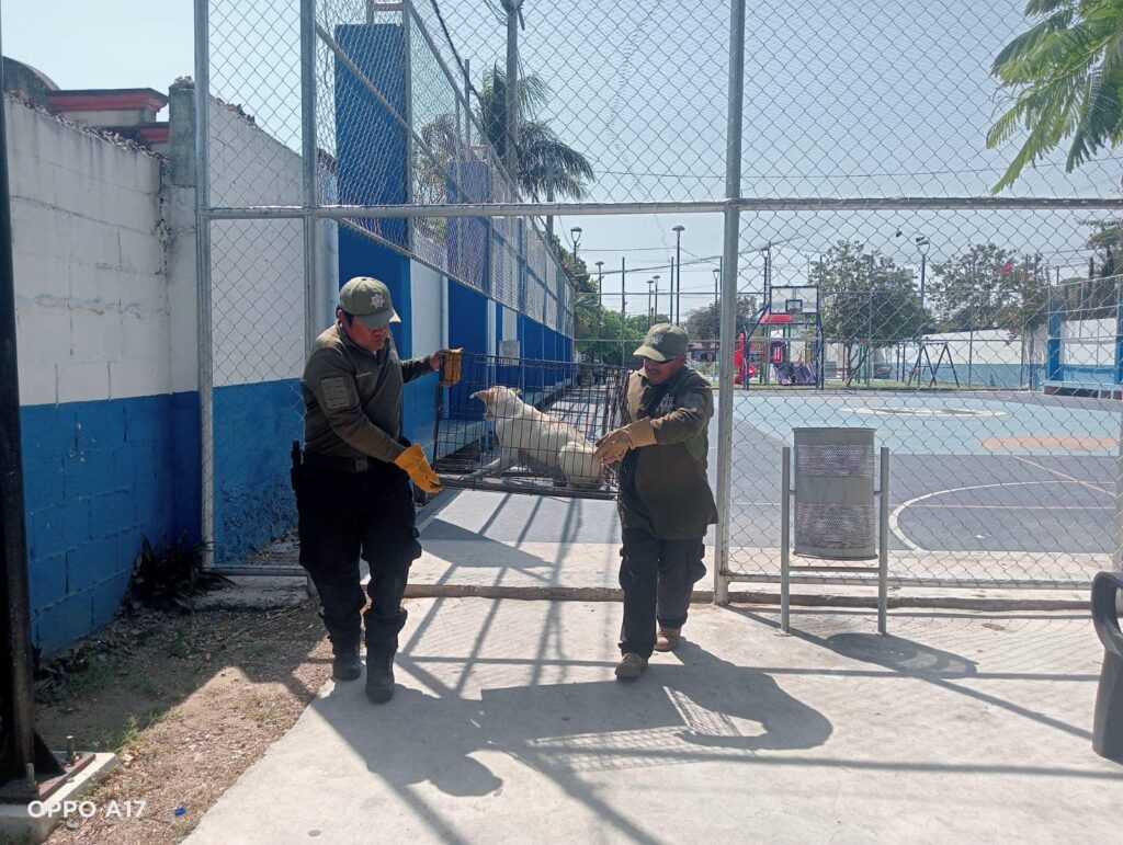La Policía Ecológica de Kanasín rescata a una perrita y sus seis cachorros. Fueron atendidos y están bajo resguardo para su adopción.