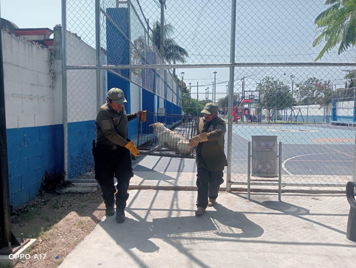 La Policía Ecológica de Kanasín rescata a una perrita y sus seis cachorros. Fueron atendidos y están bajo resguardo para su adopción.