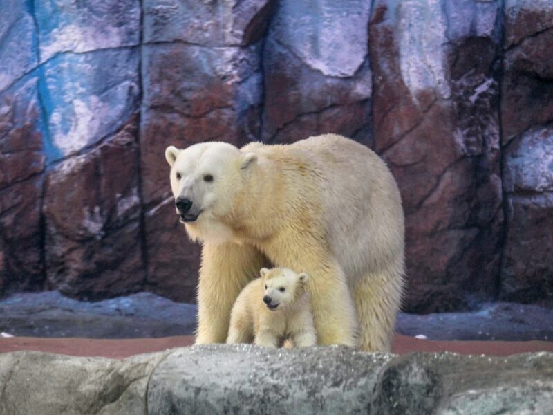 El Acuario de Sao Paulo presenta a Nur, la primera osezna de oso polar nacida en América Latina, un hito en la conservación de la especie.
