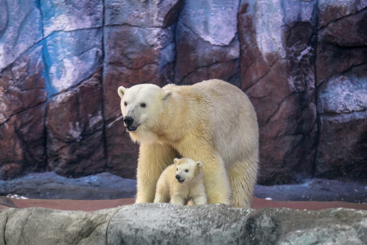 El Acuario de Sao Paulo presenta a Nur, la primera osezna de oso polar nacida en América Latina, un hito en la conservación de la especie.