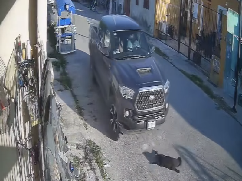 Indignación en Kanasín por un nuevo caso de maltrato animal. Una perrita fue atropellada cuatro veces. Autoridades ya investigan el caso.