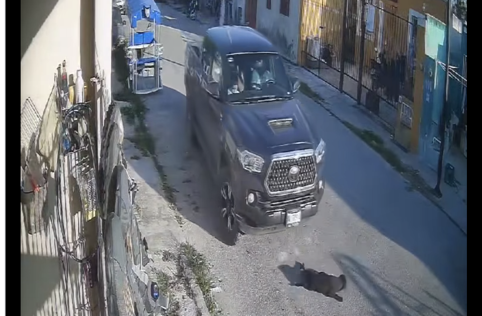 Indignación en Kanasín por un nuevo caso de maltrato animal. Una perrita fue atropellada cuatro veces. Autoridades ya investigan el caso.