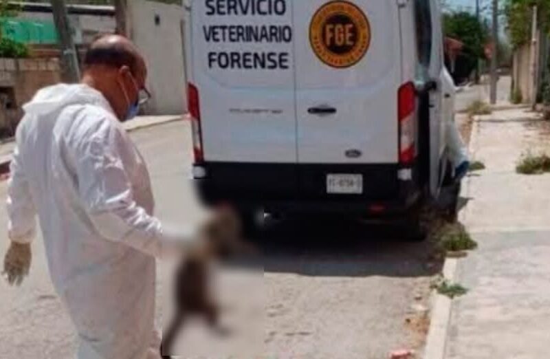 Al menos 29 animales murieron envenenados en Motul el 21 de abril; el caso fue denunciado y confirmado por un veterinario forense.