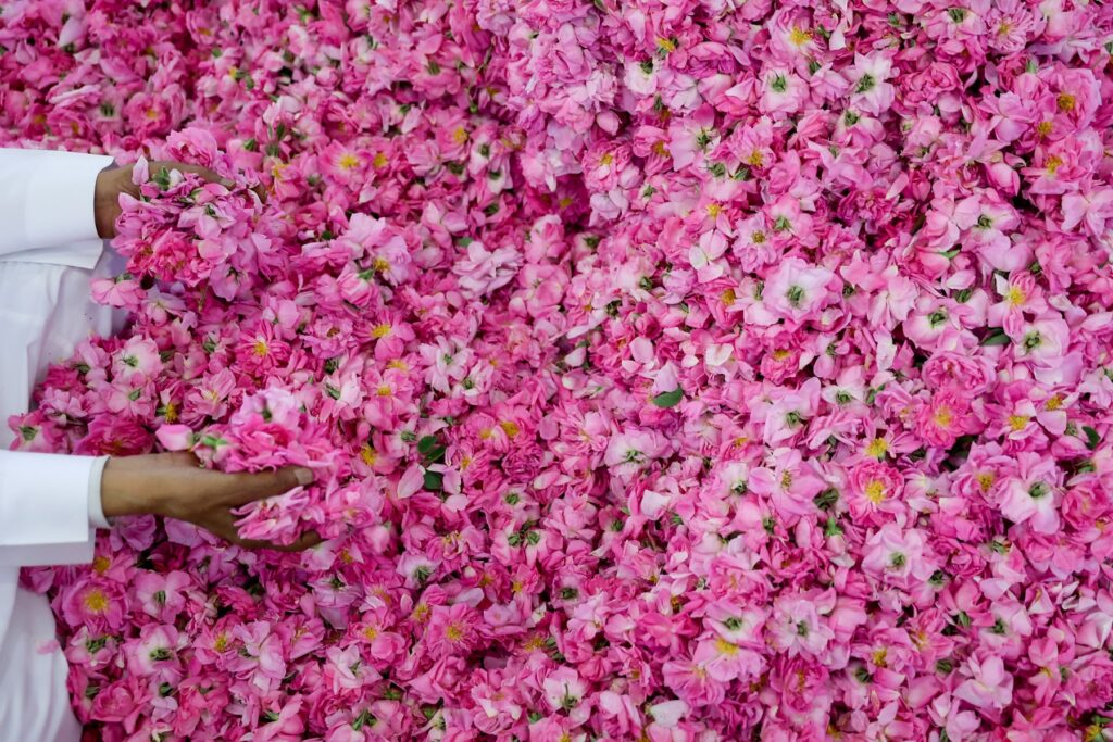 Fotos: AFP/ La ciudad de las rosas, en Arabia Saudita, guarda el secreto de una fragancia única que nace en el desierto y mueve la economía local.