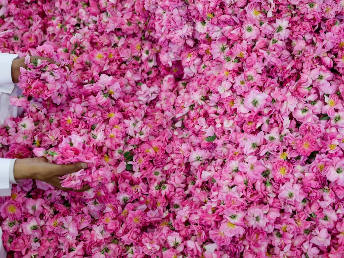 Fotos: AFP/ La ciudad de las rosas, en Arabia Saudita, guarda el secreto de una fragancia única que nace en el desierto y mueve la economía local.