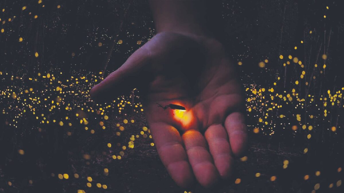 Las luciérnagas están en peligro por la contaminación y los pesticidas. Salvador Castell llama a su conservación desde “Va por la Tierra”.