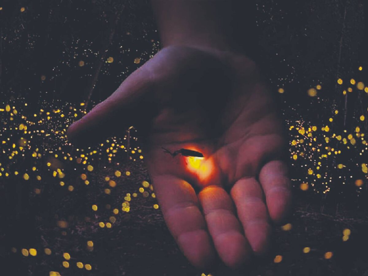 Las luciérnagas están en peligro por la contaminación y los pesticidas. Salvador Castell llama a su conservación desde “Va por la Tierra”.