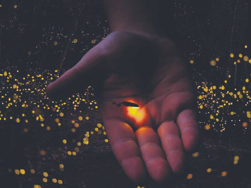 Las luciérnagas están en peligro por la contaminación y los pesticidas. Salvador Castell llama a su conservación desde “Va por la Tierra”.