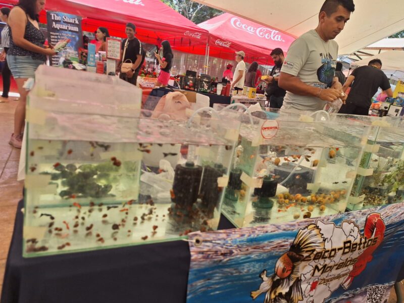 Descubre el mundo acuático en la Expo Acuario Yucatán 2025: animales, talleres y actividades familiares en el zoológico del Centenario.