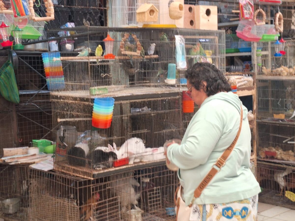 Mérida refuerza reglamentos de mercados para proteger la fauna silvestre y garantizar el bienestar animal, en coordinación con Profepa y ONGs.
