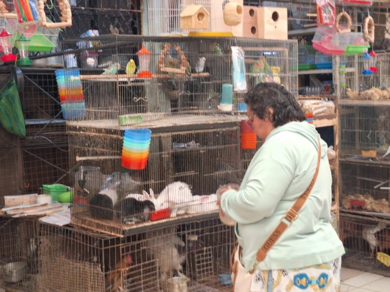 Mérida refuerza reglamentos de mercados para proteger la fauna silvestre y garantizar el bienestar animal, en coordinación con Profepa y ONGs.