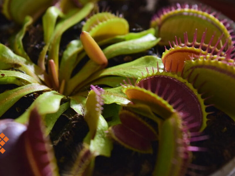 ¿Son malas las plantas carnívoras? En Yucatán existen dos especies nativas. Conoce sus cuidados, mitos y valor decorativo.