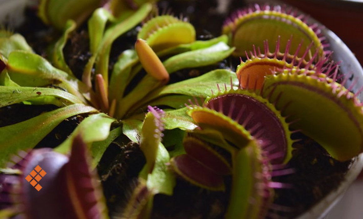 ¿Son malas las plantas carnívoras? En Yucatán existen dos especies nativas. Conoce sus cuidados, mitos y valor decorativo.