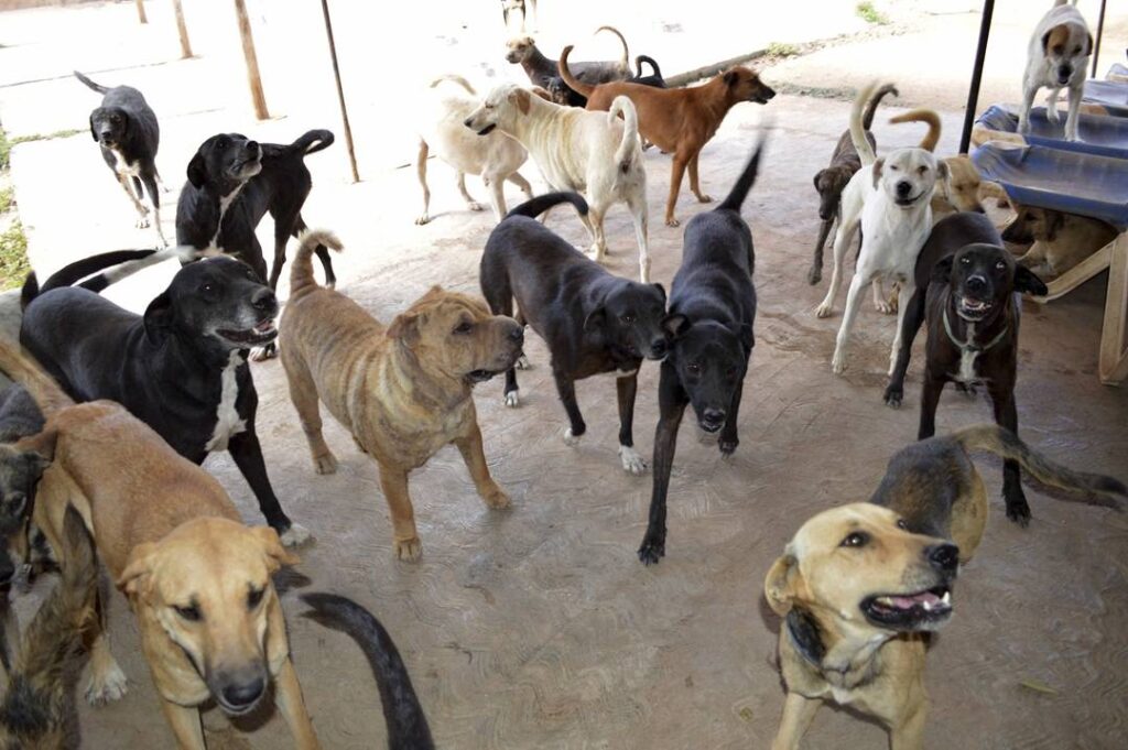 Buscan regular rescate de animales