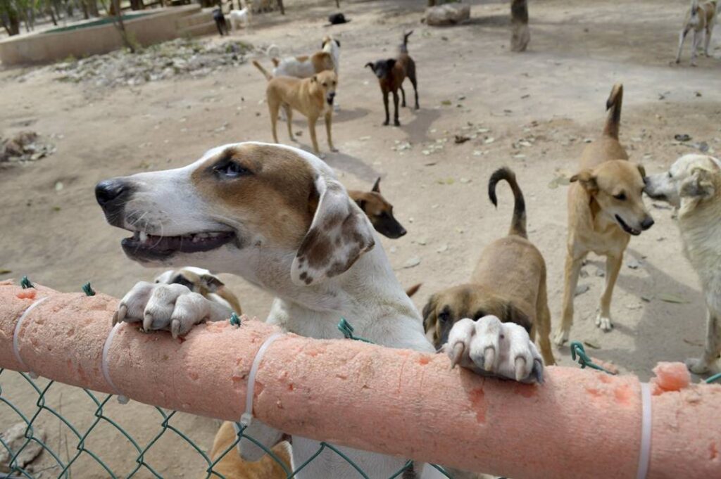 Buscan regular rescate de animales