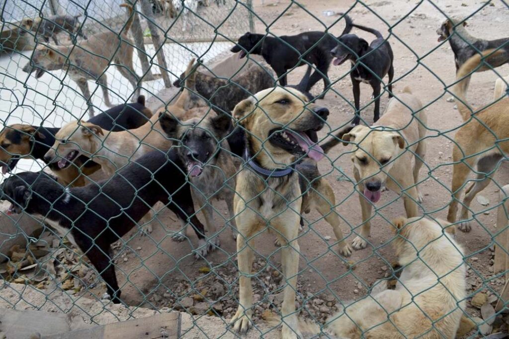 Buscan regular rescate de animales
