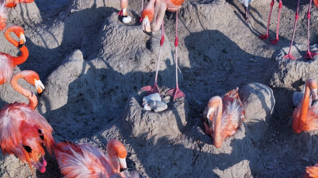 14 mil nidos de flamenco rosa en Ría Lagartos