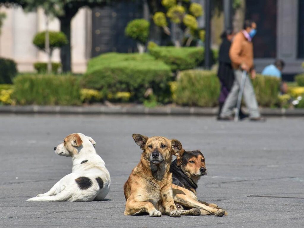 Mérida controlará fauna feral