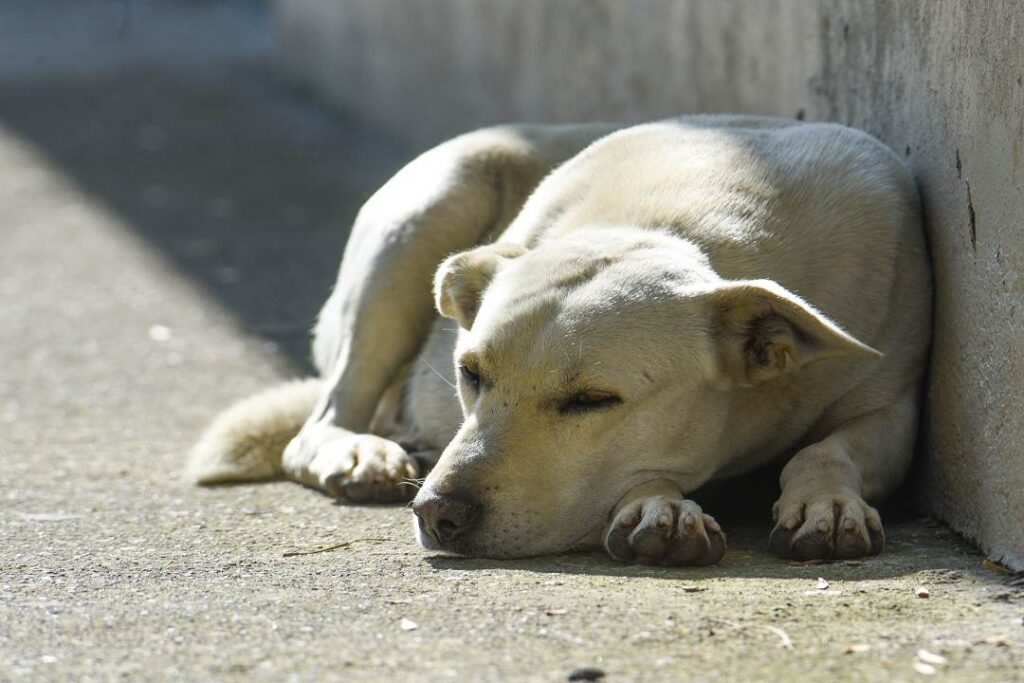 Mérida controlará fauna feral